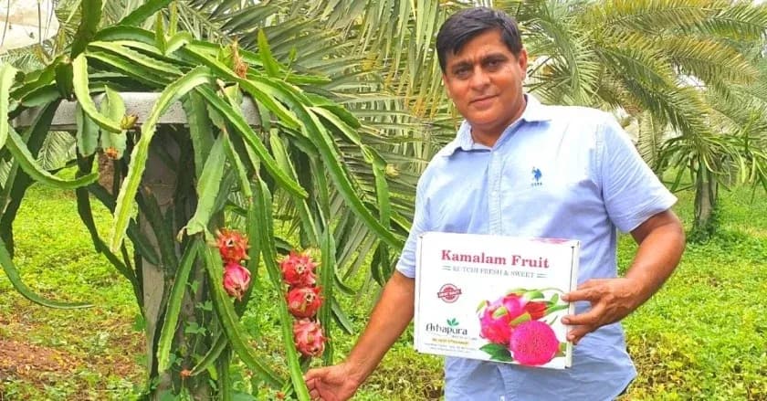 haresh thacker's dragon fruit farming