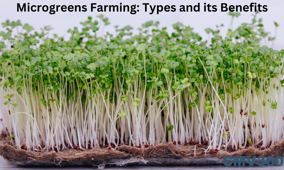 microgreens types and its benefits