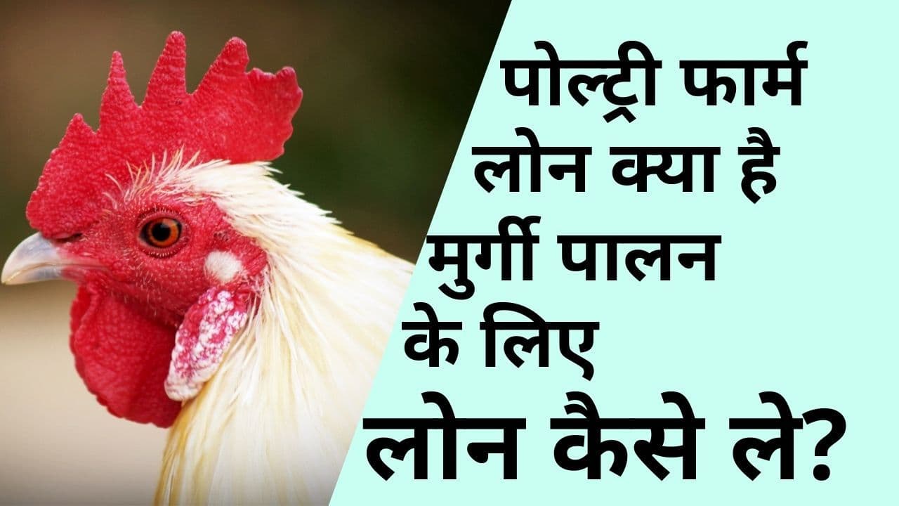 poultry-farm-loan-kya-hai.jpg