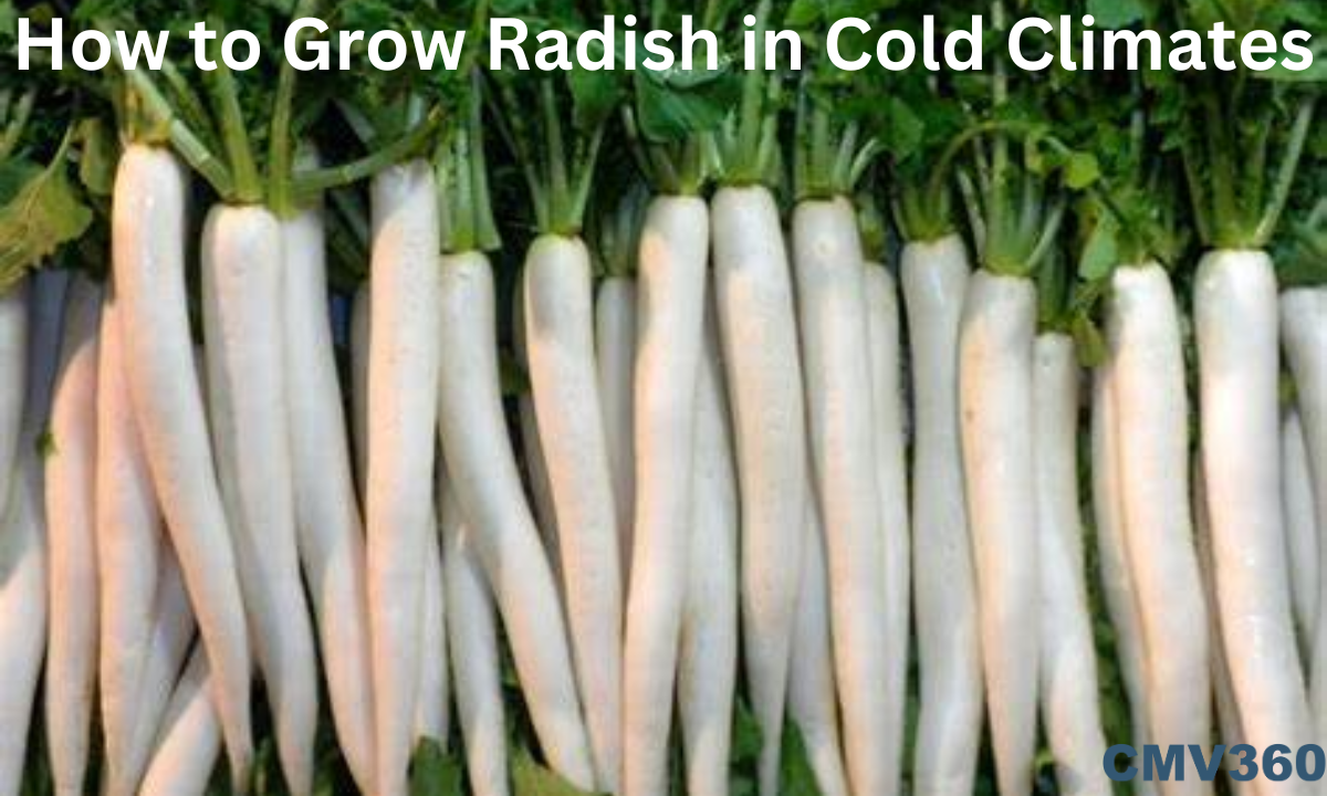 how to grow radish