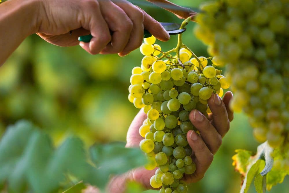 Growing Grapes Made Simple: A Guide to Grape Farming shutterstock_492499081_a23d4d581d.jpg