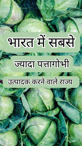 <p>भारत में सबसे ज्यादा पत्तागोभी उत्पादक करने वाले राज्य</p> <p>भारत में सबसे ज्यादा पत्तागोभी उत्पादक करने वाले राज्य</p>