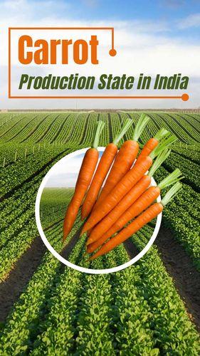 <p>Carrot Production State in India</p> <p>Carrot Production State in India</p>