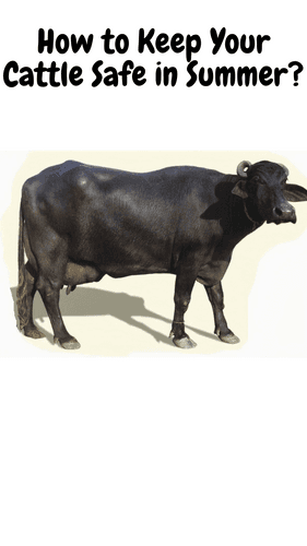 <p>How to Keep Your Cattle Safe in Summer?</p> <p>How to Keep Your Cattle Safe in Summer?</p>