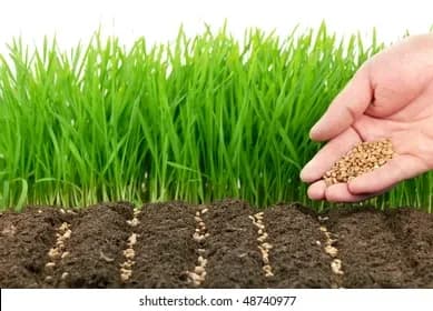 young-hand-sowing-wheat-seeds-260nw-48740977.webp