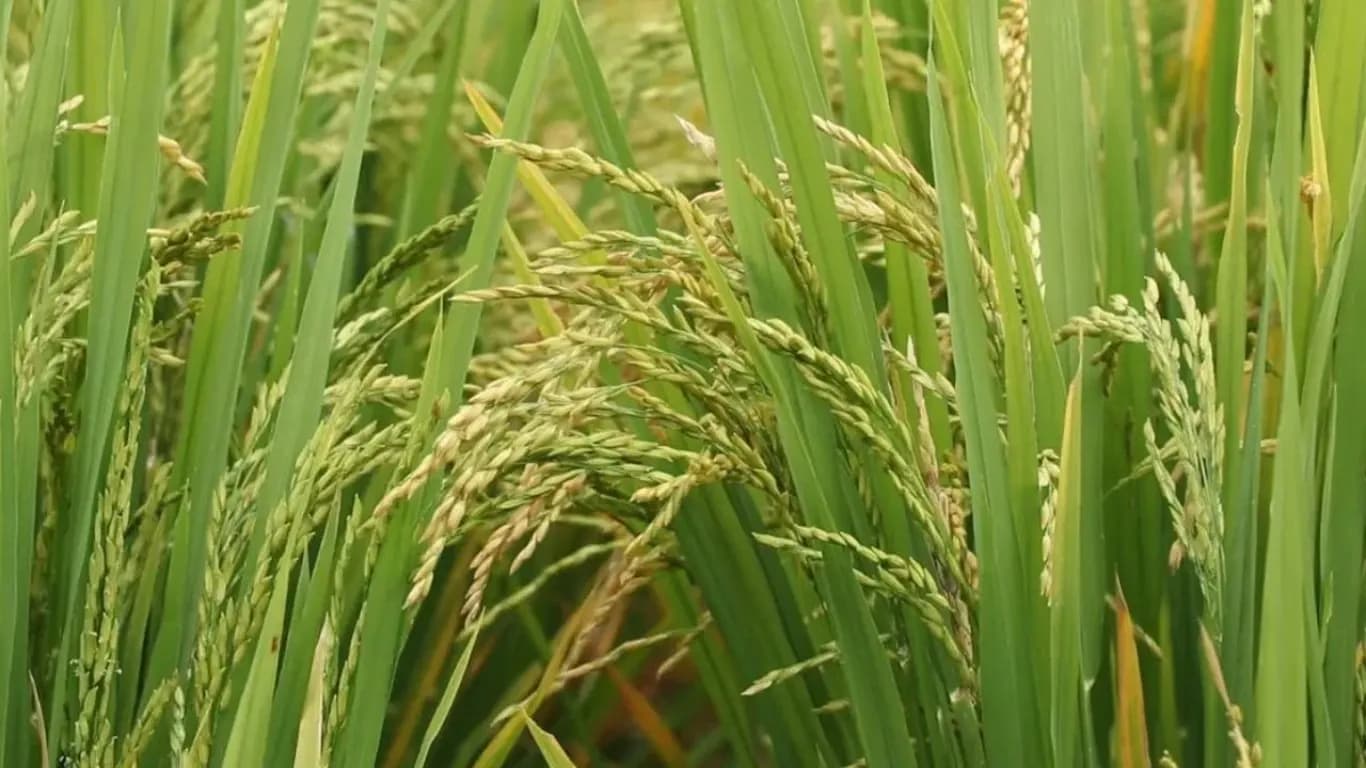 India’s 2024-25 Kharif Crop Estimates Released: Record 1,647.05 LMT Foodgrain Production Expected