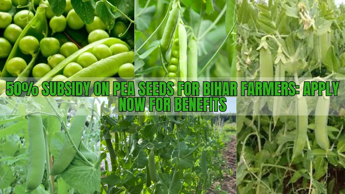 50% Subsidy on Pea Seeds for Bihar Farmers: Apply Now for Benefits