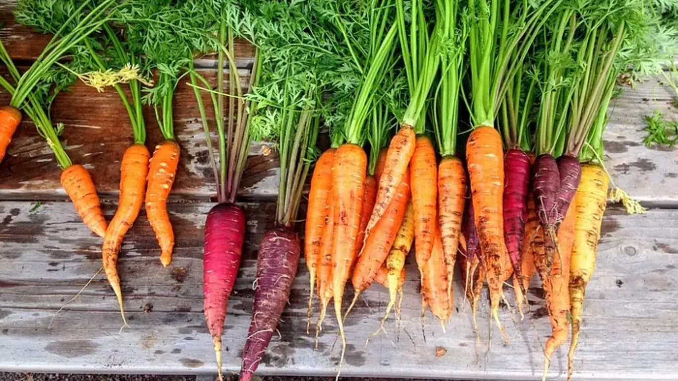 Celebrating International Carrot Day 2024: Exploring India's Vibrant Carrot Varieties