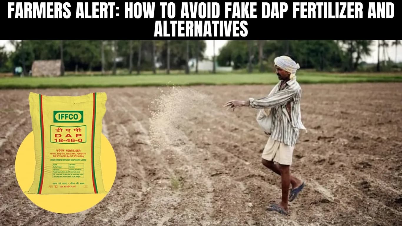 Farmers Alert: How to Avoid Fake DAP Fertilizer and Alternatives