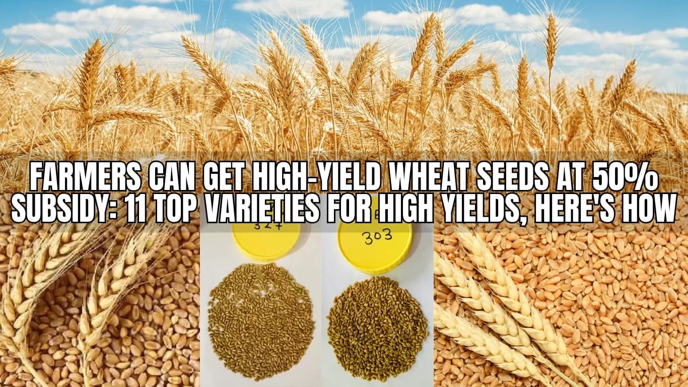 Farmers Can Get High-Yield Wheat Seeds at 50% Subsidy: 11 Top Varieties for High Yields, Here's How