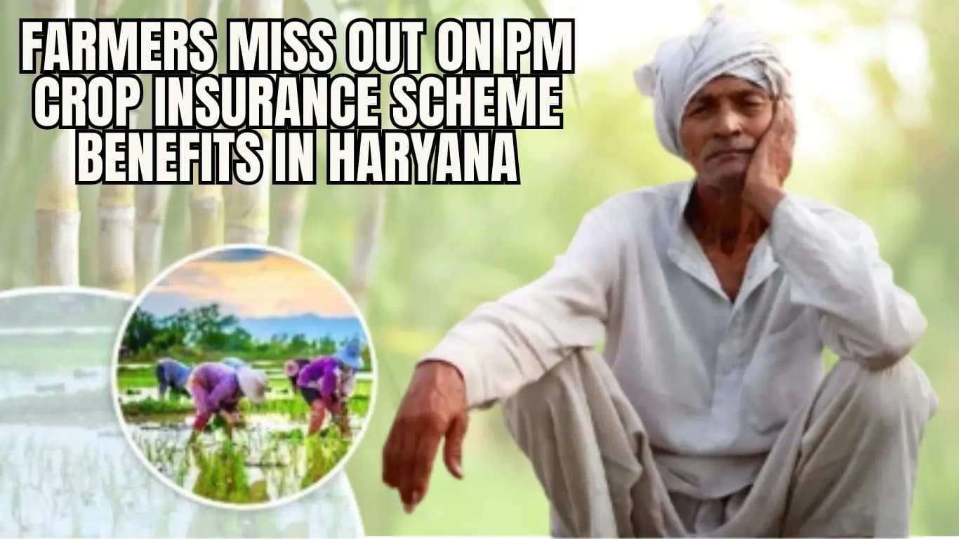 Farmers Miss Out on PM Crop Insurance Scheme Benefits in Haryana