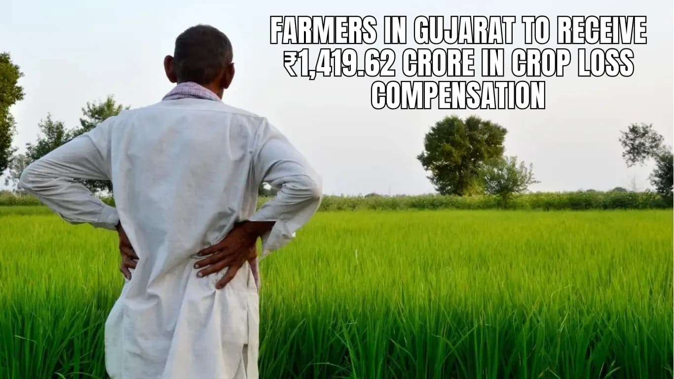 Farmers in Gujarat to Receive ₹1,419.62 Crore in Crop Loss Compensation