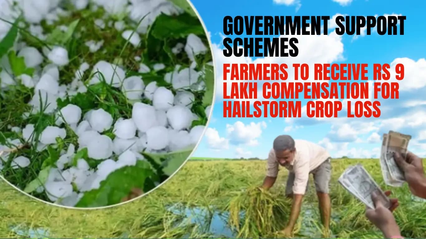 Farmers to Receive Rs 9 Lakh Compensation for Hailstorm Crop Loss | Government Support Schemes