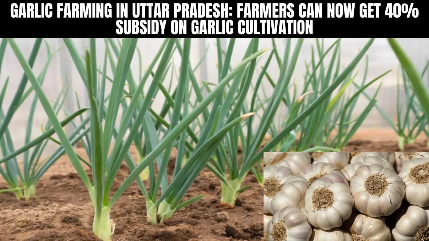 Garlic Farming in Uttar Pradesh: Farmers Can Now Get 40% Subsidy on Garlic Cultivation