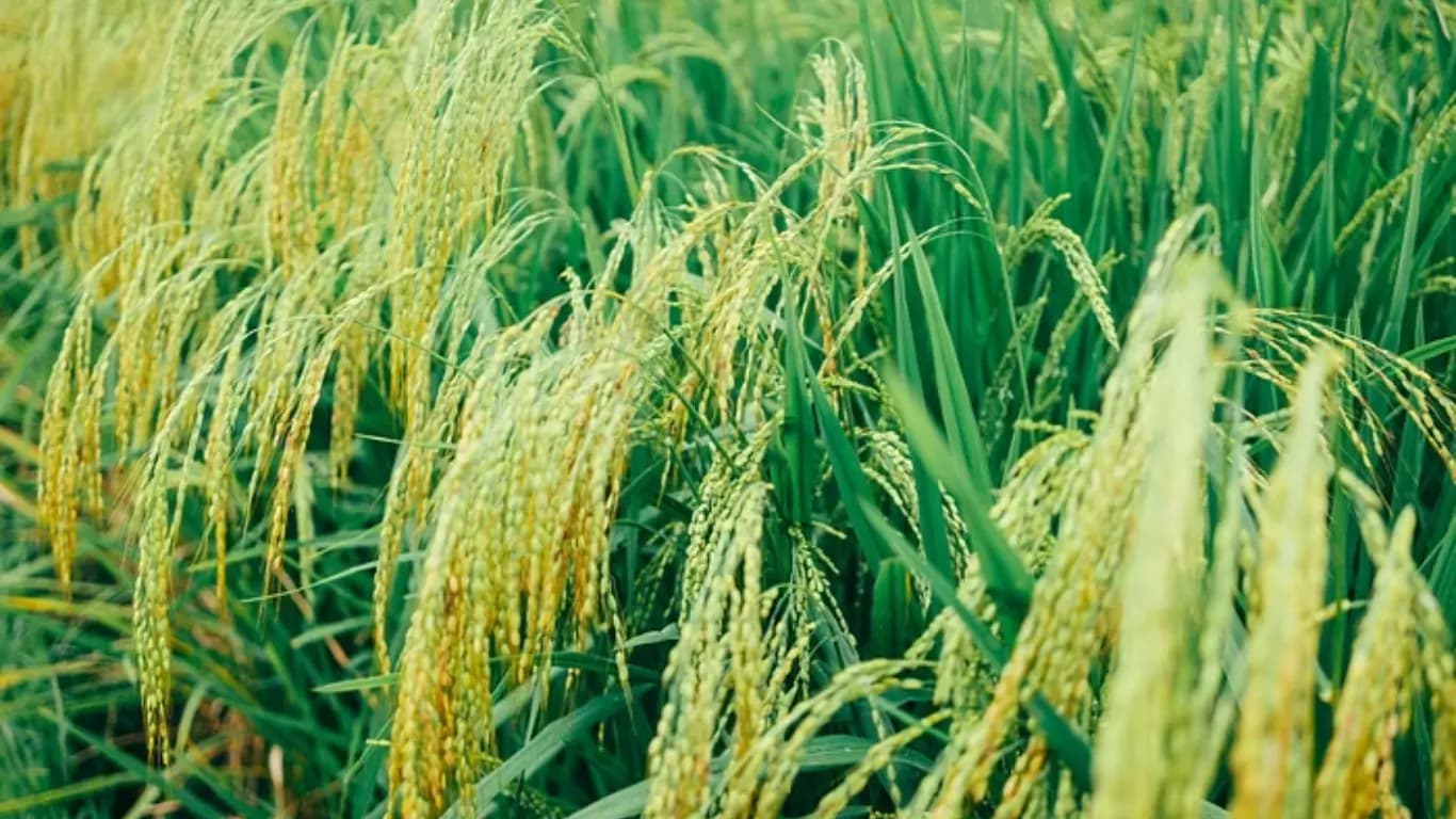 Global Crises & Domestic Policies Cause 9% Decline in Agricultural Exports to $43.7 Billion