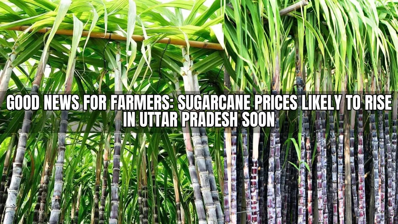 Good News for Farmers: Sugarcane Prices Likely to Rise in Uttar Pradesh Soon