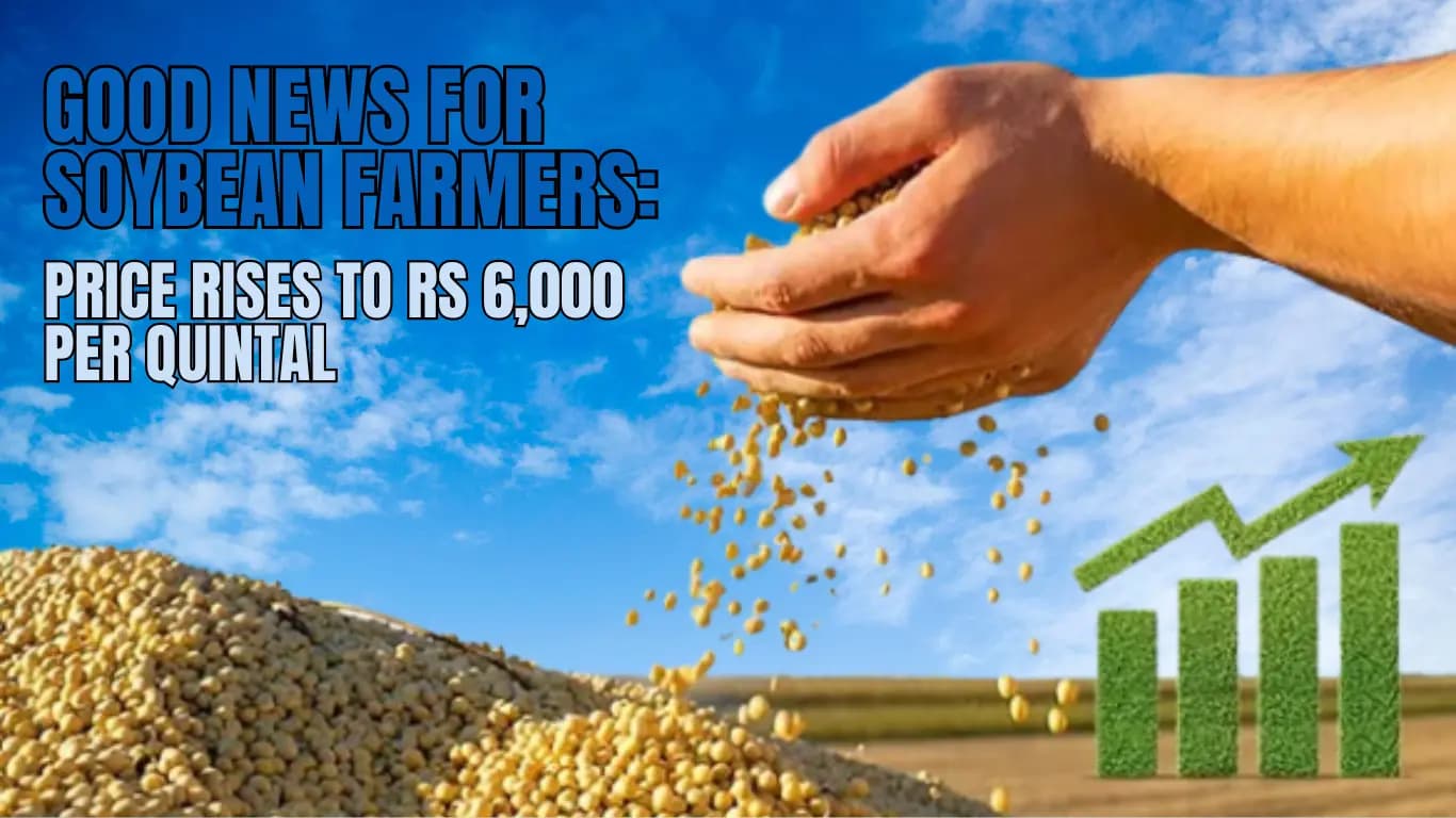 Good News for Soybean Farmers: Price Rises to Rs 6,000 Per Quintal