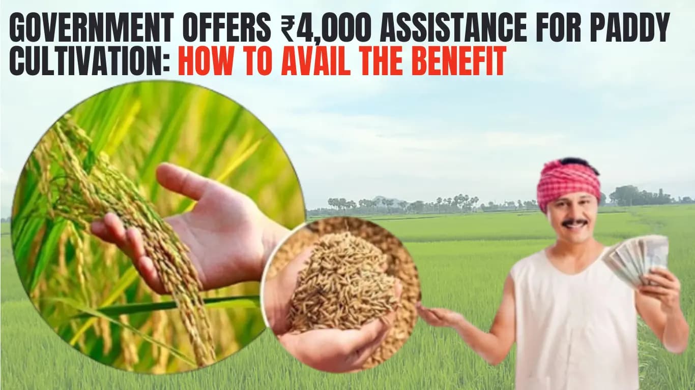 Government Offers ₹4,000 Assistance for Paddy Cultivation: How to Avail the Benefit