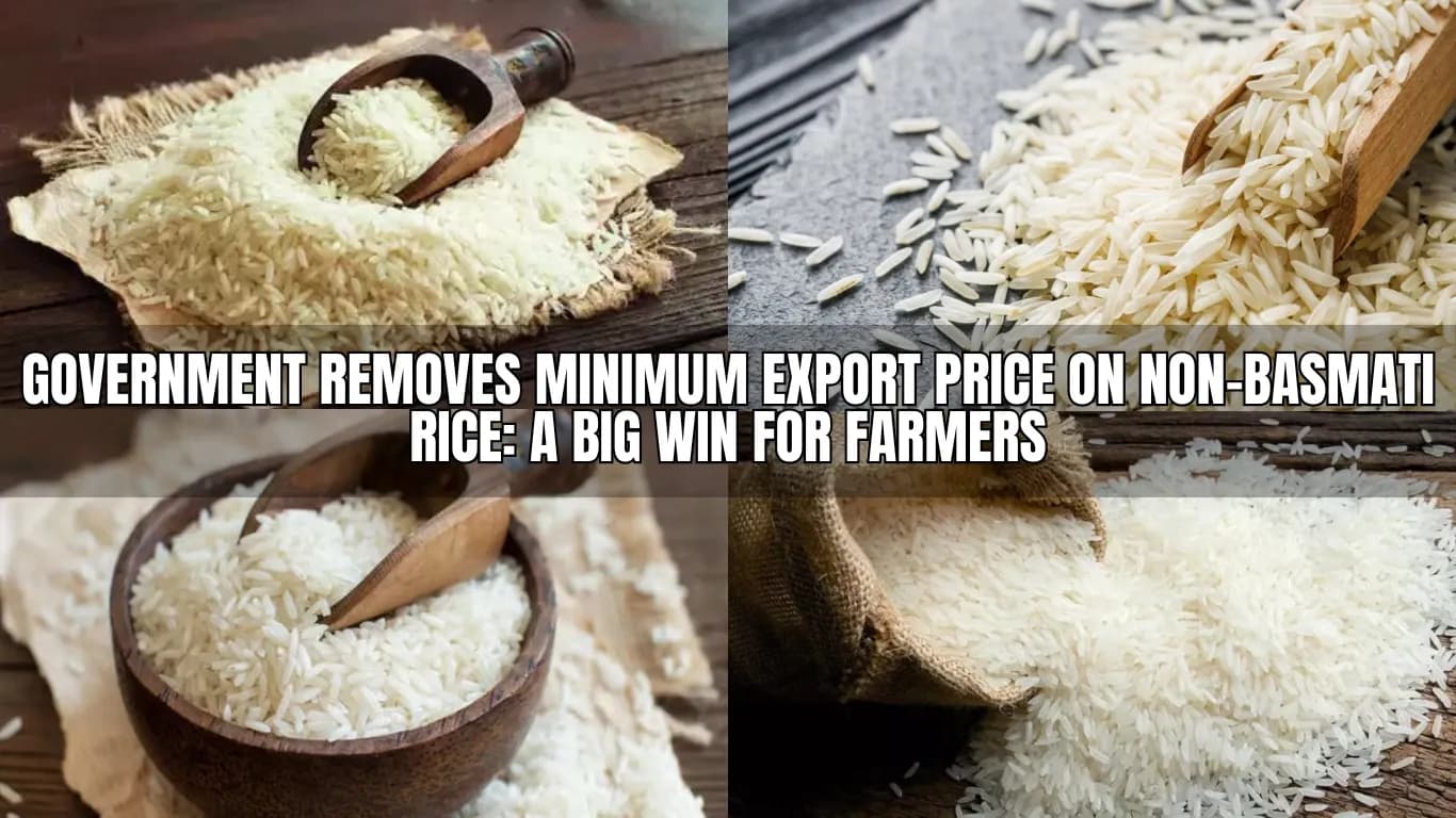 Government Removes Minimum Export Price on Non-Basmati Rice: A Big Win for Farmers