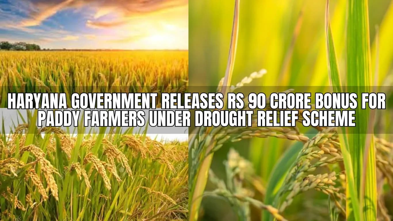 Haryana Government Releases Rs 90 Crore Bonus for Paddy Farmers Under Drought Relief Scheme