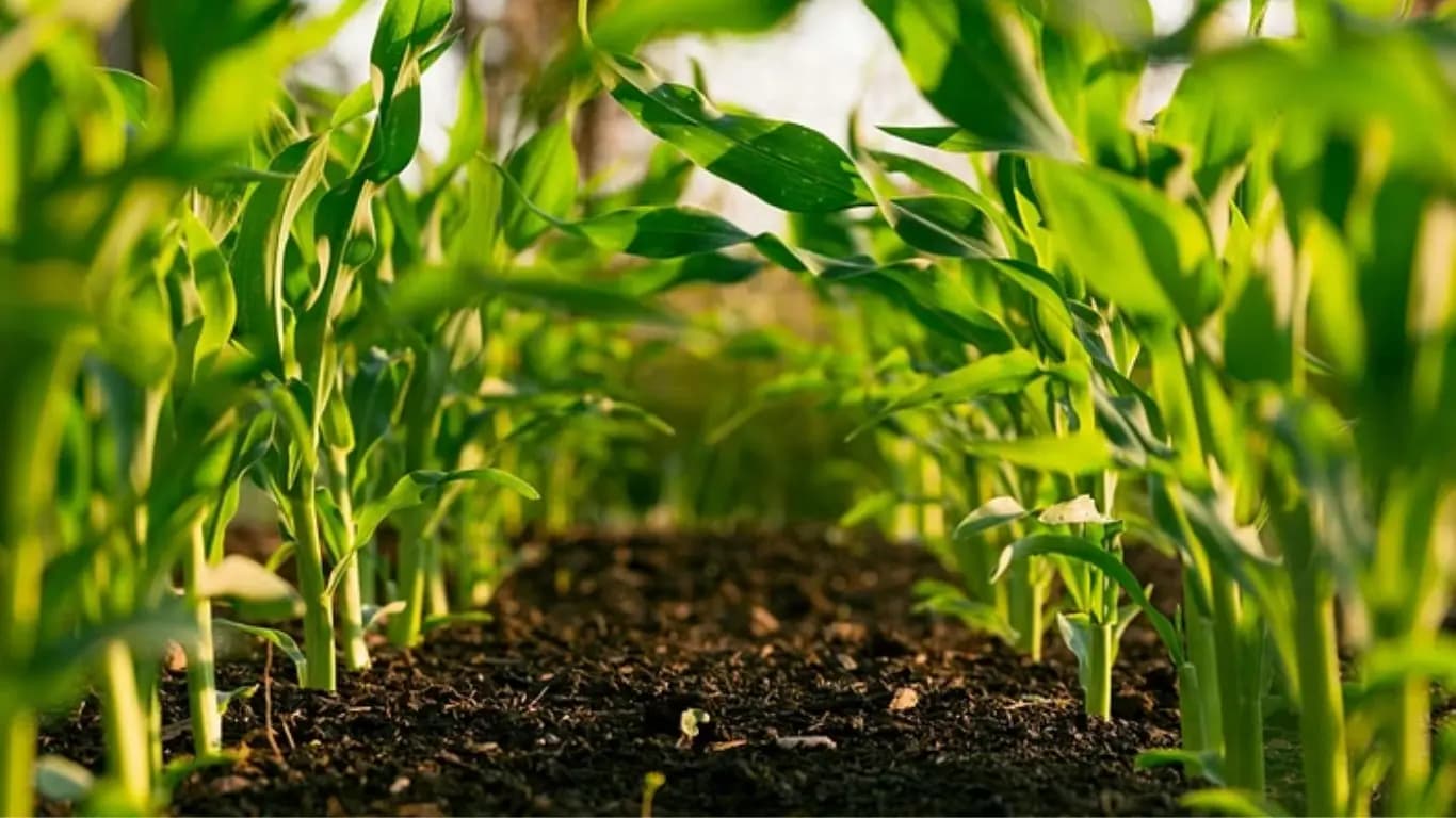 ICAR-IISR's Tricholime: Transforming Soil Acidity Control and Crop Yields for Farmers