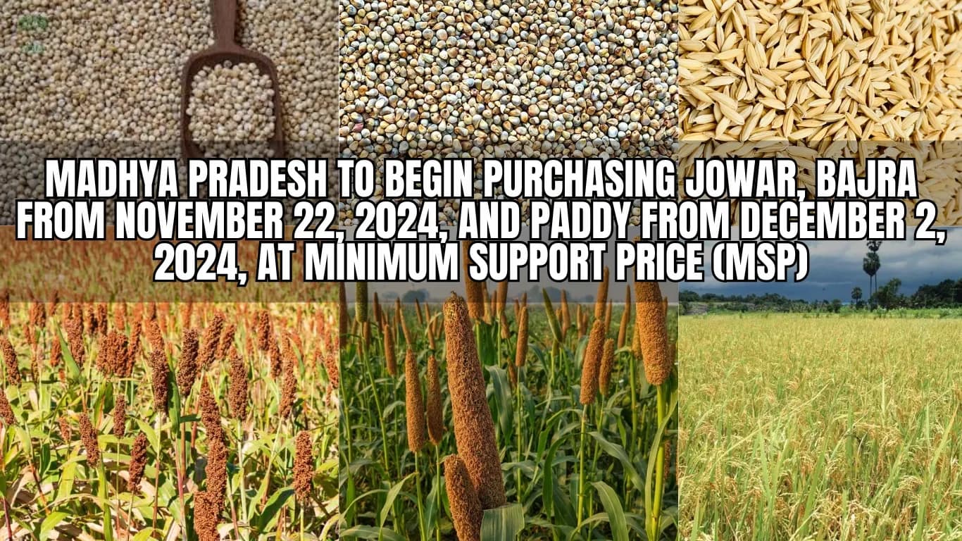 Madhya Pradesh to Begin Purchasing Jowar, Bajra from November 22, 2024, and Paddy from December 2, 2024, at Minimum Support Price (MSP)