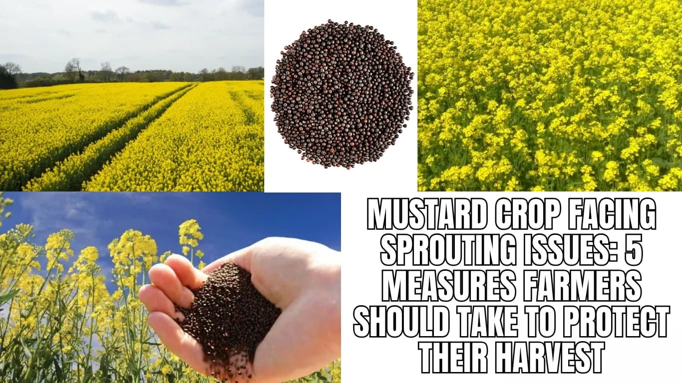 Mustard Crop Facing Sprouting Issues: 5 Measures Farmers Should Take to Protect Their Harvest