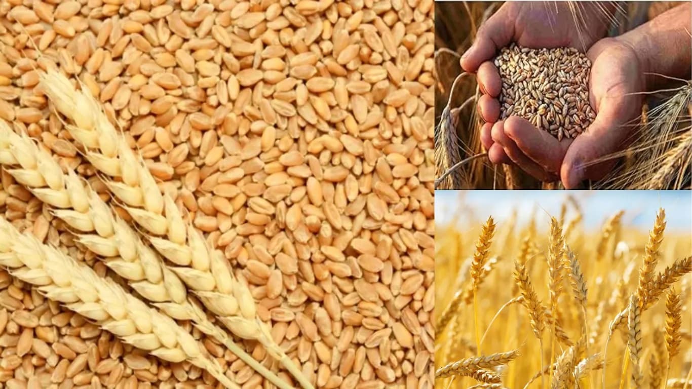 New Wheat Variety Karan Aditya DBW 332 Promises High Yield