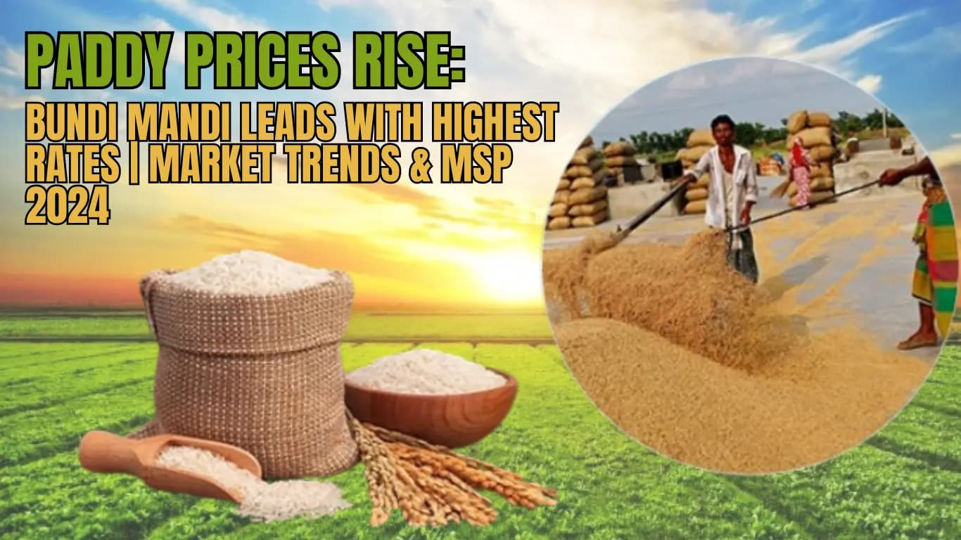 Paddy Prices Rise: Bundi Mandi Leads with Highest Rates | Market Trends & MSP 2024