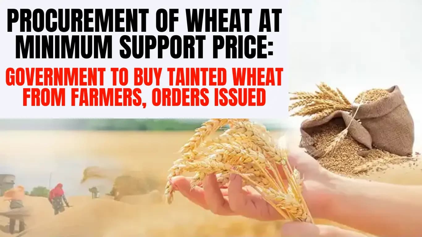 Procurement of Wheat at Minimum Support Price: Government to Buy Tainted Wheat from Farmers, Orders Issued