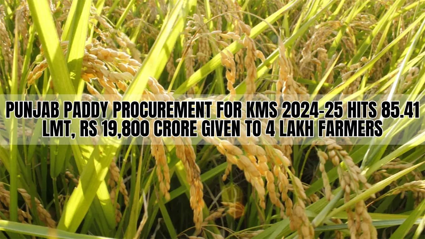 Punjab Paddy Procurement for KMS 2024-25 Hits 85.41 LMT, Rs 19,800 Crore Given to 4 Lakh Farmers