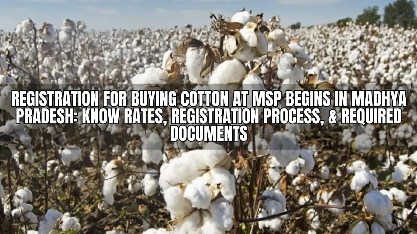 Registration for Buying Cotton at MSP Begins in Madhya Pradesh: Know Rates, Registration Process, & Required Documents