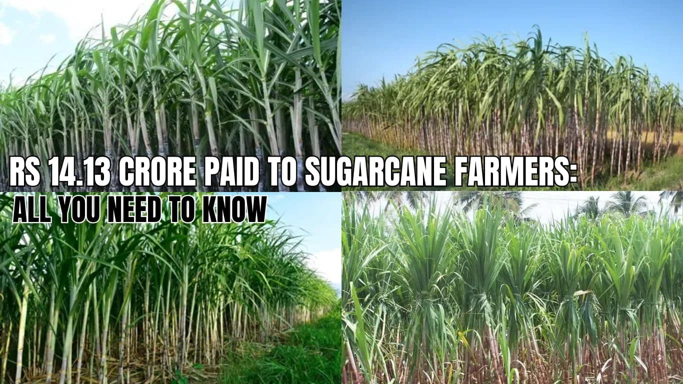 Rs 14.13 Crore Paid to Sugarcane Farmers: All You Need to Know