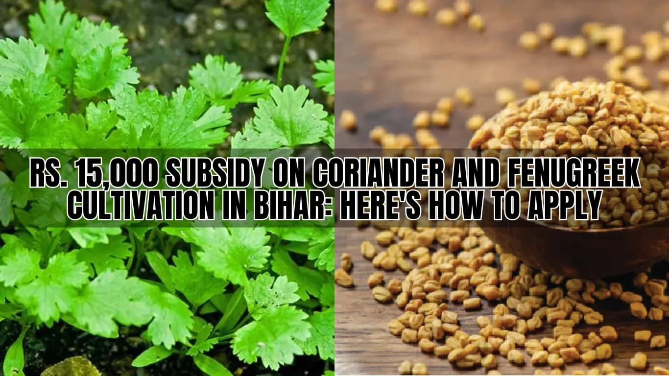 Rs. 15,000 Subsidy on Coriander and Fenugreek Cultivation in Bihar: Here's How to Apply