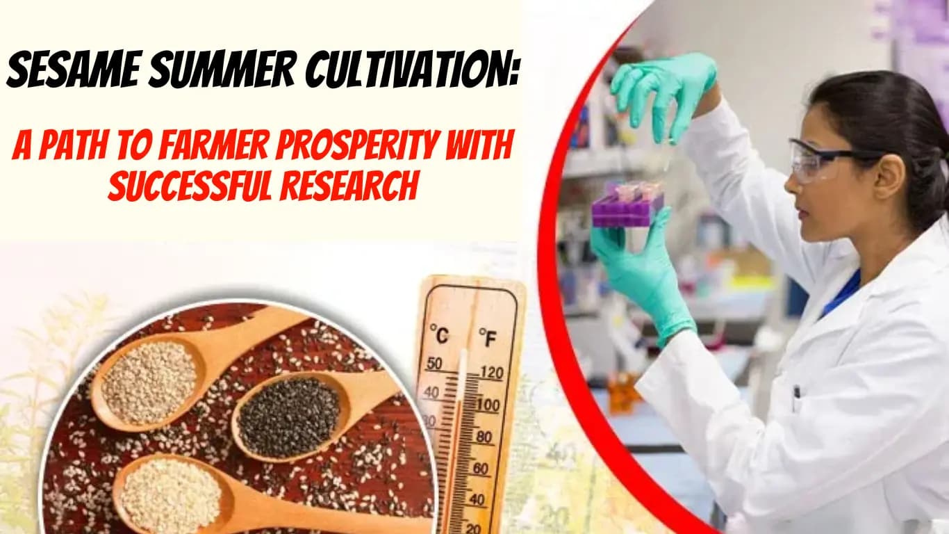 Sesame Summer Cultivation: A Path to Farmer Prosperity with Successful Research