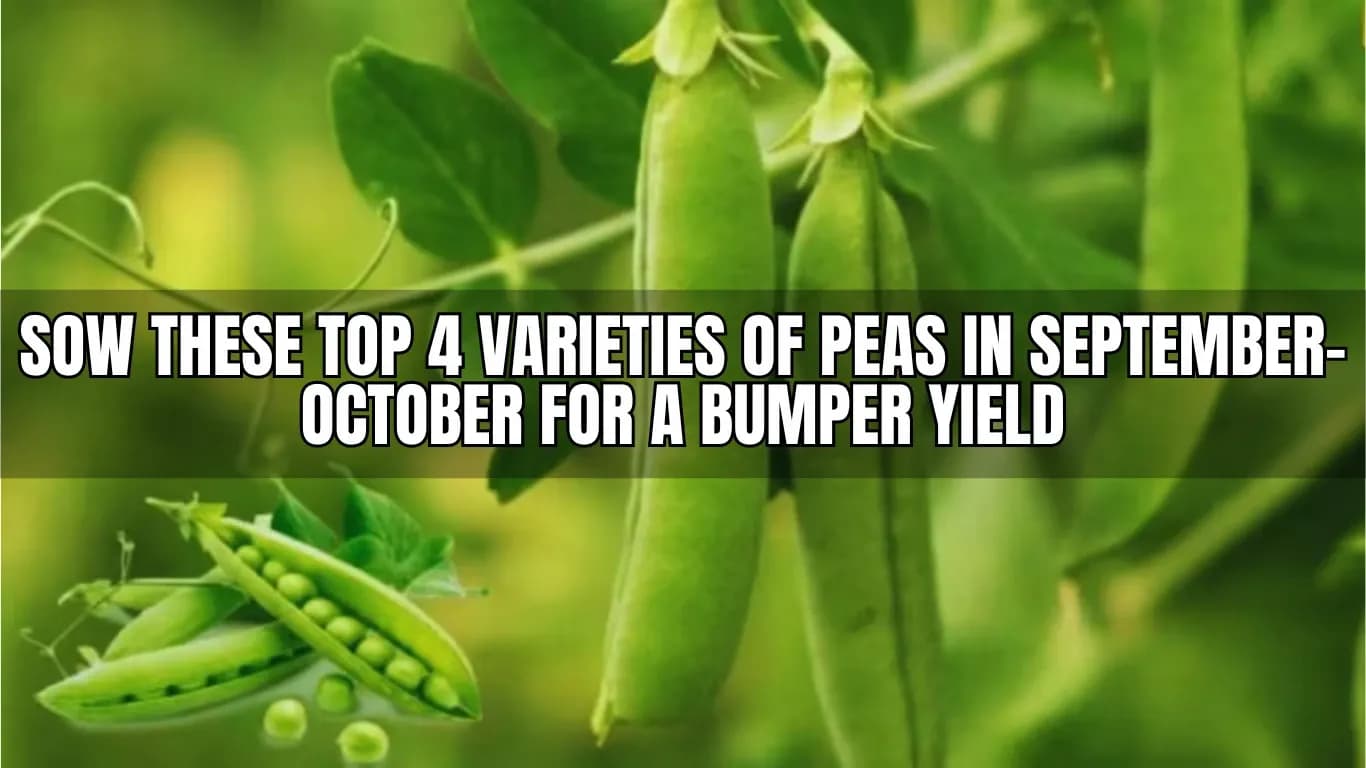 Sow These Top 4 Varieties of Peas in September-October for a Bumper Yield