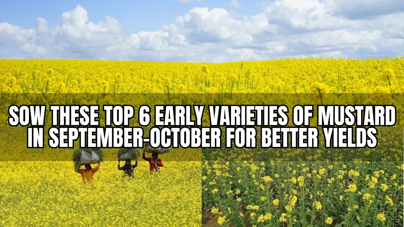 Sow These Top 6 Early Varieties of Mustard in September-October for Better Yields