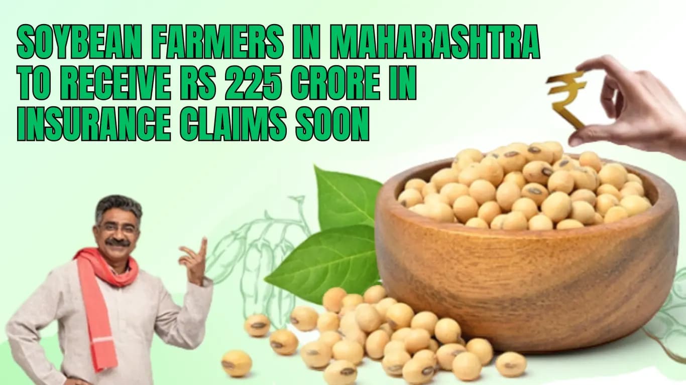 Soybean Farmers in Maharashtra to Receive Rs 225 Crore in Insurance Claims Soon
