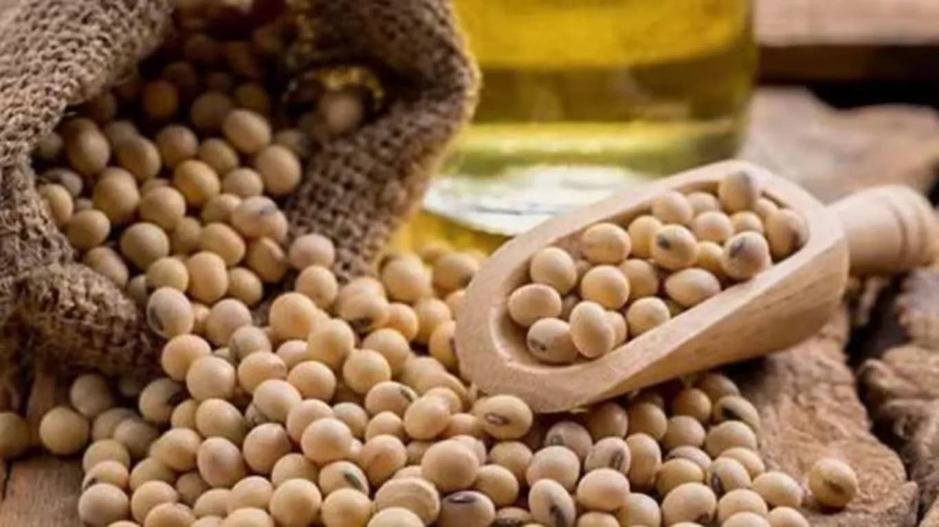 Soybean Purchase at MSP Till December 31 in Madhya Pradesh with New Token System