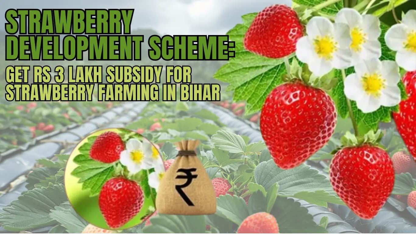 Strawberry Development Scheme: Get Rs 3 Lakh Subsidy for Strawberry Farming in Bihar