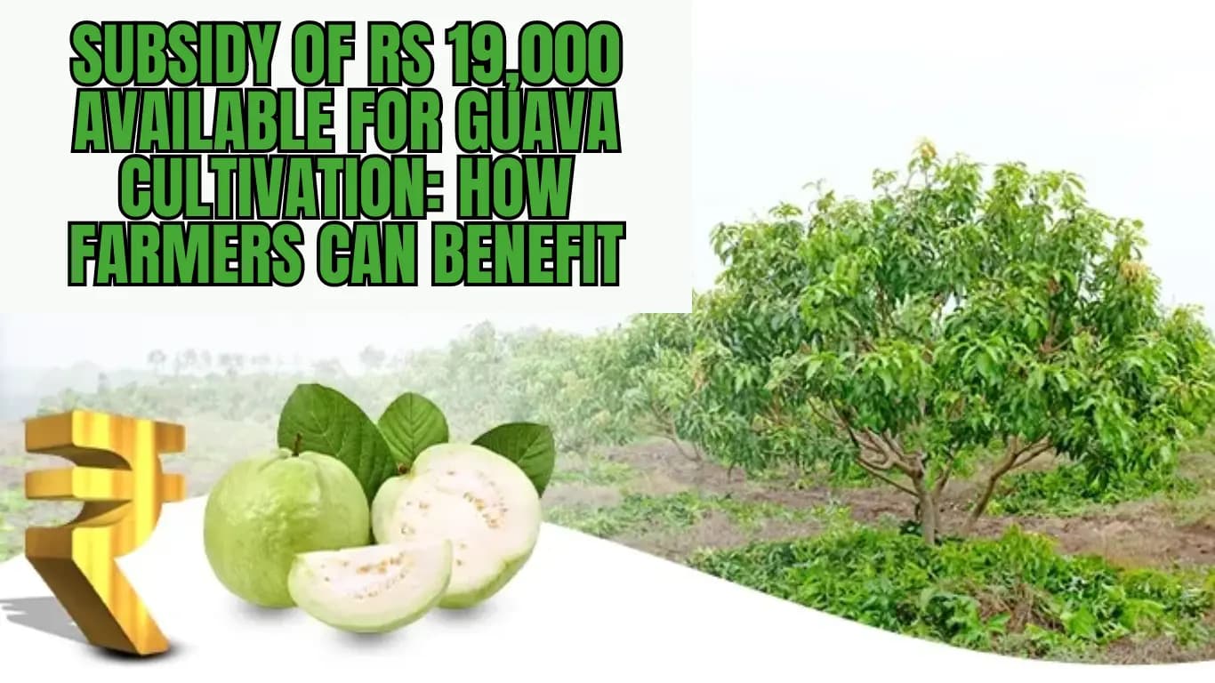 Subsidy of Rs 19,000 Available for Guava Cultivation: How Farmers Can Benefit