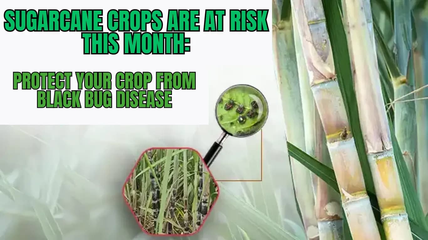 Sugarcane Crops are at Risk this Month: Protect Your Crop from Black Bug Disease