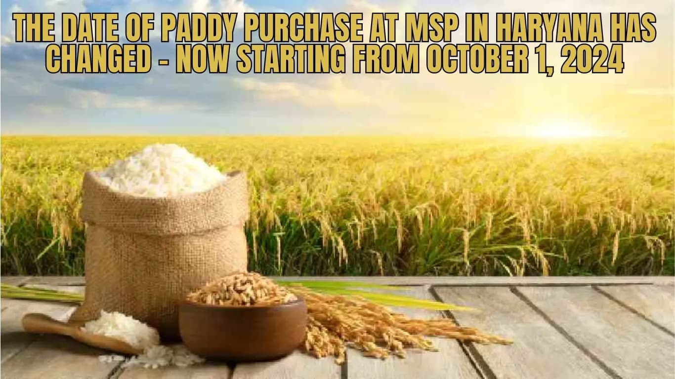 The Date of Paddy Purchase at MSP in Haryana Has Changed – Now Starting from October 1, 2024