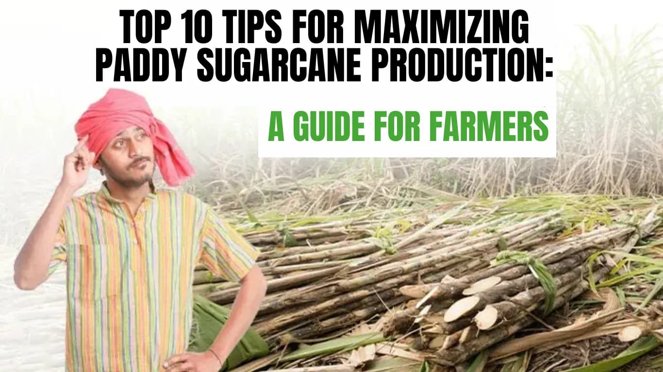 Top 10 Tips for Maximizing Paddy Sugarcane Production: A Guide for Farmers