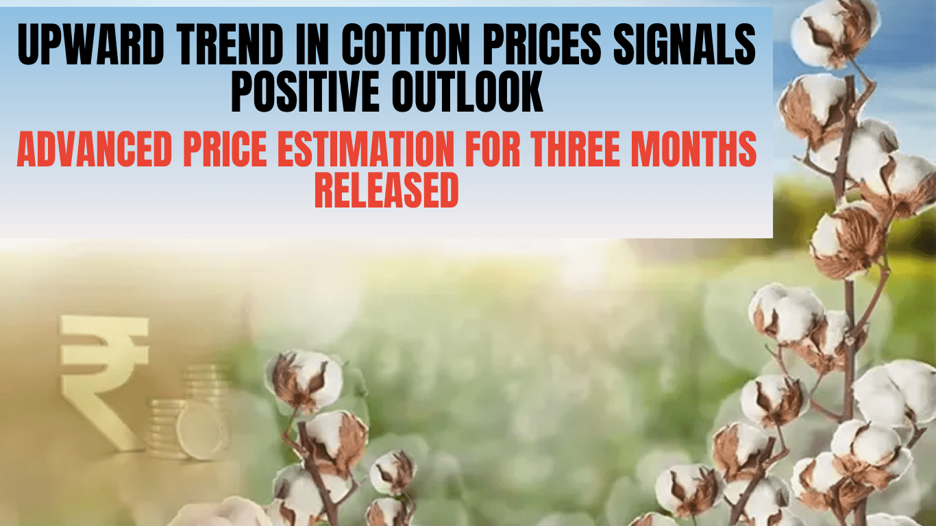 Upward Trend in Cotton Prices Signals Positive Outlook | Advanced Price Estimation for Three Months Released