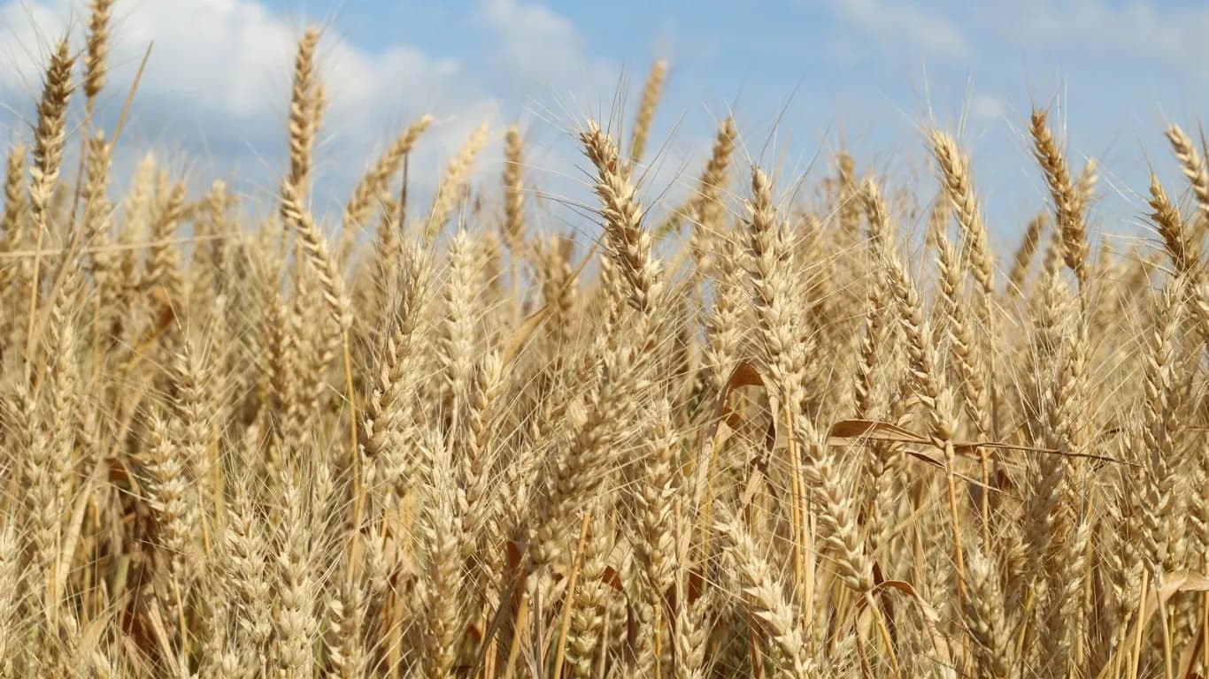 Uttar Pradesh Targets Rs 3,000 Crore in Seed Production to Enhance Cash Crops