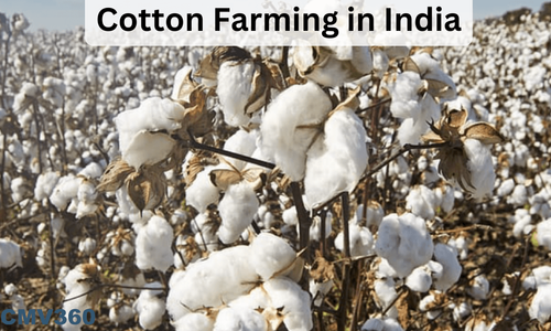 Cotton Farming in India: Top 5 Cotton-Farming Tractors in India
