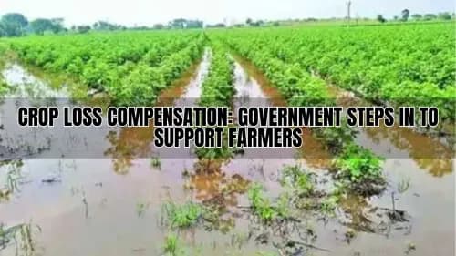 பயிர் இழப்பு இழப்பீடு: விவசாயிகளை ஆதரிப்பதற்கான அர Crop Loss Compensation: Government Steps in to Support Farmers