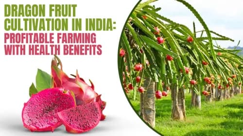 Dragon Fruit Cultivation in India: Profitable Farming with Health Benefits Dragon Fruit Cultivation in India: Profitable Farming with Health Benefits