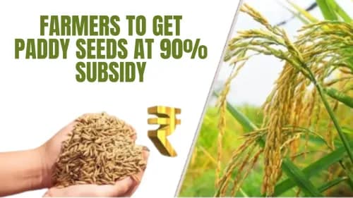 90% மானியத்தில் நெல் விதைகளை விவசாயிகள் பெறுவார்கள் 90% மானியத்தில் நெல் விதைகளை விவசாயிகள் பெறுவார்கள்